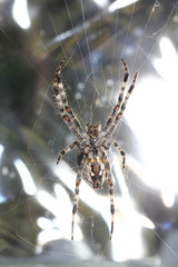 The spiders are a class of arthropods, there are more than a hundred thousand known species

