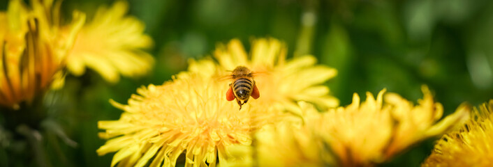 Fliegende Biene mit gefüllten Pollentaschen über einer Löwenzahnblüte von hinten
