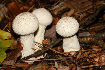 Gruppe von Flaschenstäublingen, Lycoperdon perlatum 