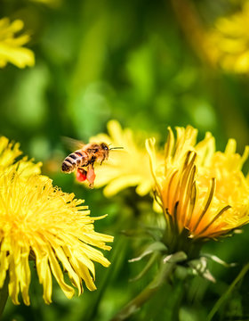 Biene mit gefüllten Pollentaschen fliegt auf Löwenzahnblüte