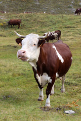 vaca del Valle d'Aosta