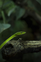 Green snake