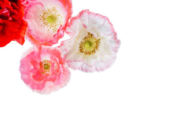 Fototapeta na wymiar poppy flowers