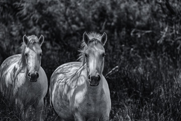 Obraz premium chevaux camarguais noir et blanc 