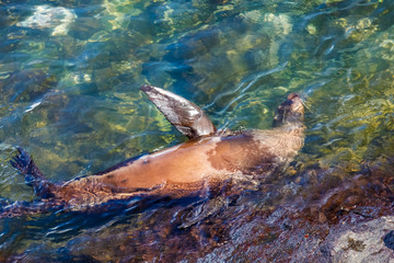 Female sea lion swims happily in the sea between the rocks