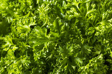 Raw Green Organic Curly Parsley