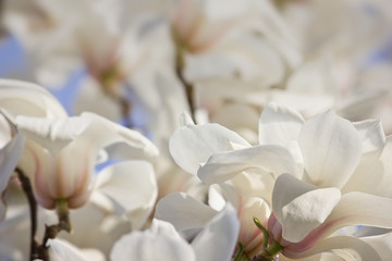 Spring background with white magnolia flowers close up © tillottama