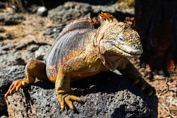 Typical land iguana of Isla Plaza Sur, Galapagos