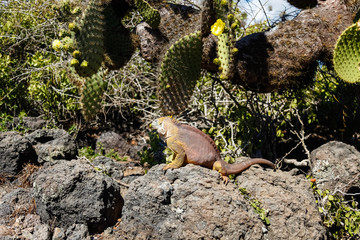 Typical land iguana of Isla Plaza Sur, Galapagos