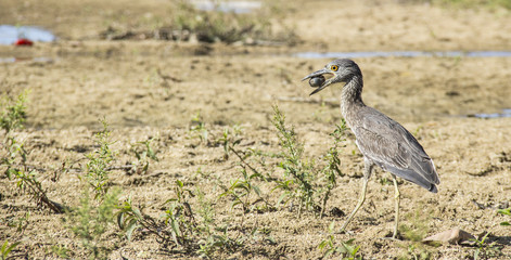  Yellow crowned Night Heron