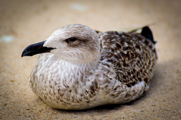 Seagull on the sand