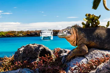 Foto op Canvas land iguana with a white boat in the background, South Plaza Island © ecuadorquerido