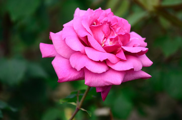 peony flower