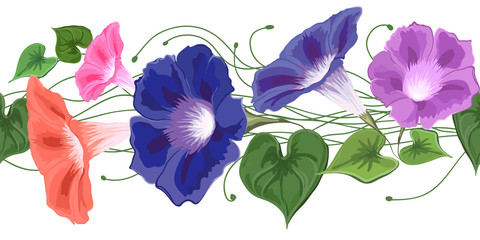 Brush Flower Bindweed