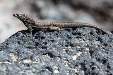 Lava lizard poses on a rock in Isla Plaza Sur