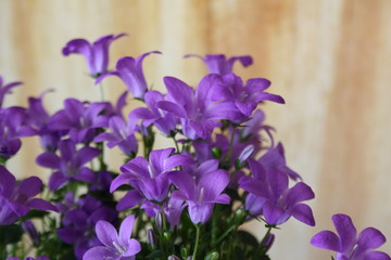 fioletowe fioletowe dzwoniki kwiatów Campanula portenschlagiana © Monika