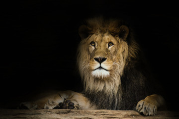 Obraz na płótnie Canvas Lion with a fixed look