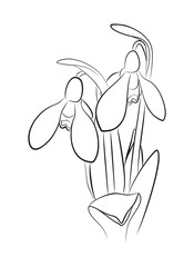 Подснежники