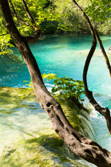 Lakes Plitvice National Park of Croatia. Beautiful green turquoise natural background.