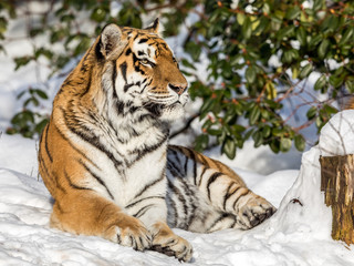 Siberian tiger, Panthera tigris altaica, resting in the snow in the forest. Looking at camera.