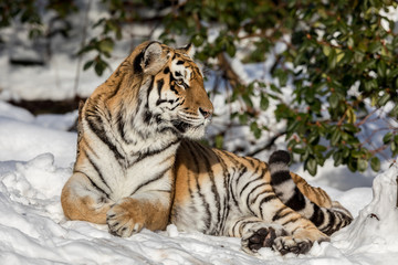 Siberian tiger, Panthera tigris altaica, resting in the snow in the forest. Looking at camera.