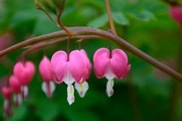 Dicentra spectabilis