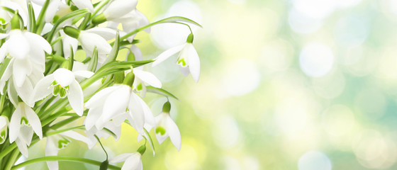 Wiese mit zarten Blumen im Frühling