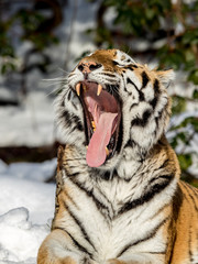 Siberian tiger, Panthera tigris altaica, yawning with a big open mouth, showing teeth and tounge. Snow on the ground. Vertical image.