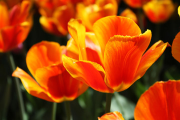 Orange tulip blooming background