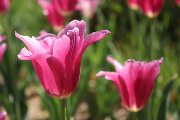 Tulip blooming background