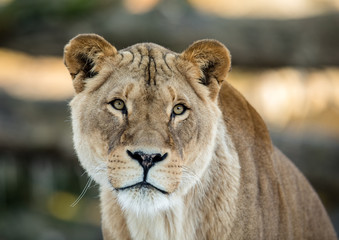 Obraz na płótnie Canvas Female lion, Panthera leo, lionesse portrait, looking in camera with soft background