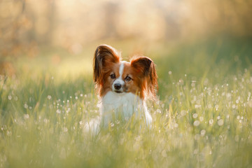 Dog in the grass. Papillon.