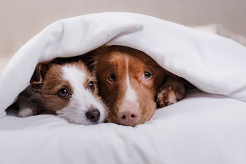 Two dogs under a blanket