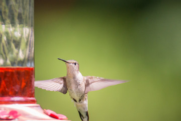 hummingbird in flight to feeder