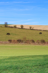 Obraz premium Two Horses on a Hillside