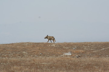 California Coyote