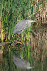 Héron au Marais Léon-Provencher