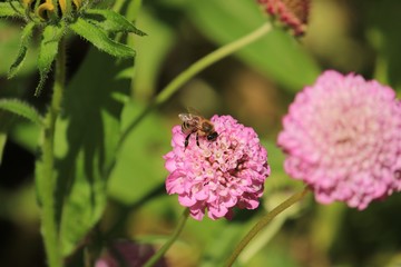 Biene beim Nektarsammeln
