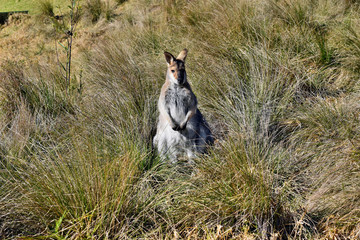 Young cute wild grey kangaroo © adam88xx
