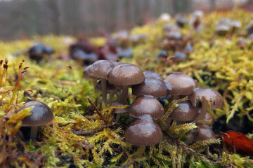 Grzyb nadrzewny grzybówka dzwoneczkowata Mycena tintinnabulum © Iwona