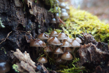 Grzyb nadrzewny grzybówka dzwoneczkowata Mycena tintinnabulum
