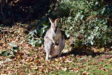 Young cute wild grey kangaroo