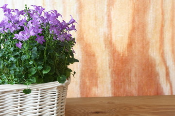  fioletowe fioletowe dzwoniki kwiatów Campanula portenschlagiana © Monika