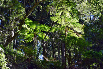 Palm tree with a clear blue sky in Bunya National Park