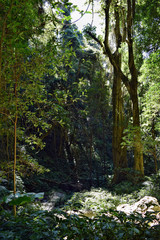 Huge rainforest tree in Bunya National Park