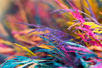 Fototapety  Kolorowe gałęzie, żywa mieszanka kolorów