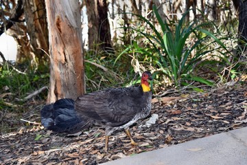 Australian Brush Turkey on forest