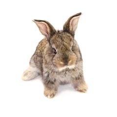 Obraz premium Cute little Easter bunny isolated on white background