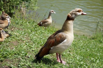 Nilgänse