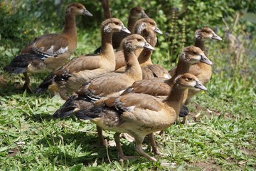 Junge Nilgänse